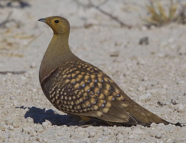 Namaqua sandgrouse male