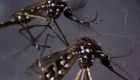 Latin America, on alert for dengue outbreak