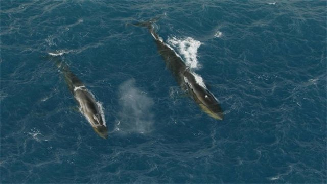 Fin whales feeding in the Weddell Sea near Elephant Island north of the West Antarctic Peninsula.