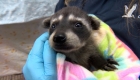 More than 500 orphaned cubs of wild animals rescued