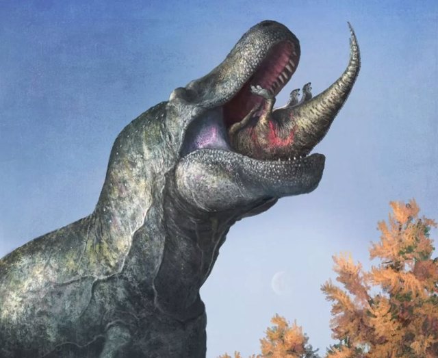 A juvenile Edmontosaurus disappears into the huge lipped Tyrannosaurus mouth.