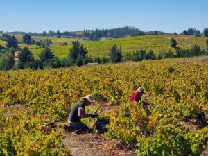 Project seeks to fully reduce waste from the wine industry