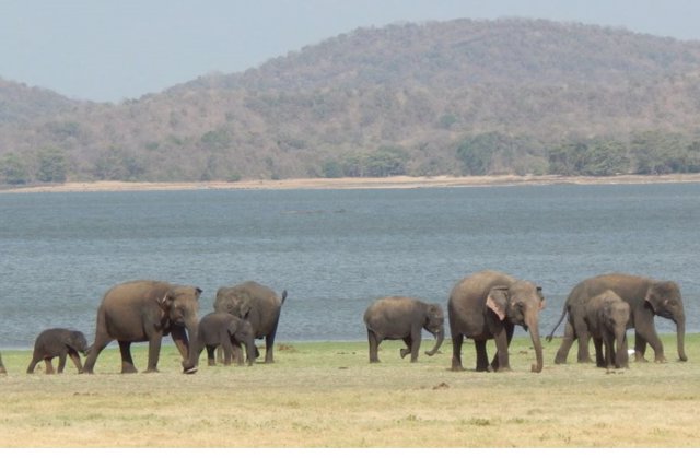 In Sri Lanka, a large Minneriya Reservoir built by King Mahasen in the 3rd century provides Asian elephants with a year-round supply of water and floodplain vegetation to feed on.