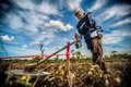 The ICRC warns that the danger of landmines has increased in the last two years