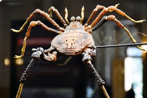 The MNHN will exhibit the most unknown and fascinating arachnids from its collection