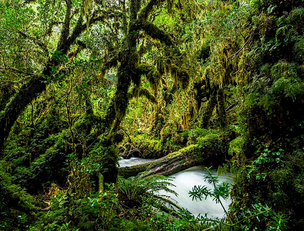 Very dense forest with a river in the center