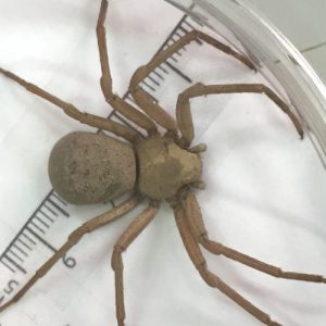 UA scientist collaborates on innovative treatment to inhibit the effects of corner spider venom