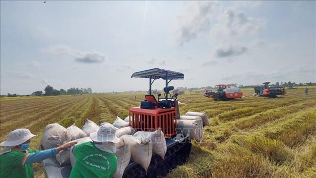 VIETNAM RICE