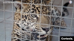 In Photos: Jaguar trafficking from Bolivia to China