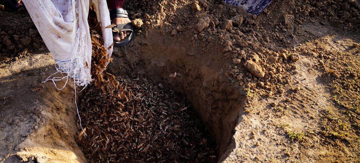 Moroccan lobsters are dumped into a pit during a mechanical check in Baghlan, Afghanistan.