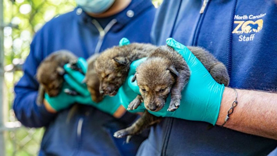 red wolf pups