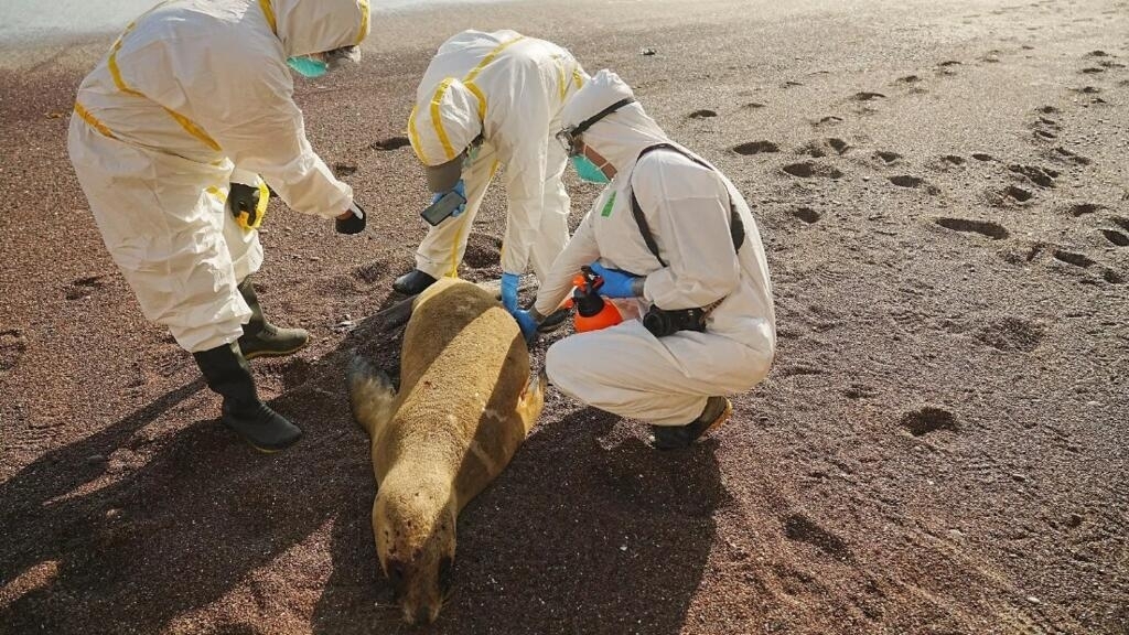 Avian flu also impacts marine fauna in Chile