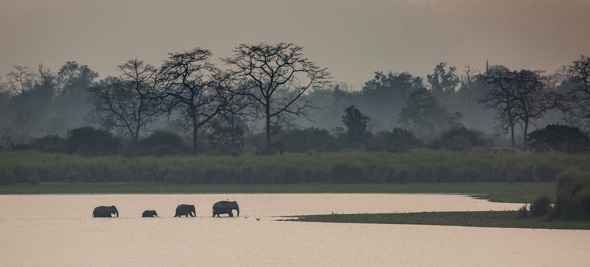 Some Indian elephants roam the Kaziranga National Park, Assam (India).