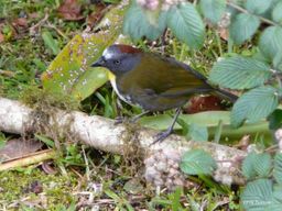 Two poisonous birds discovered in New Guinea: if you touch their feathers you will have a hard time