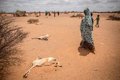 More than a million displaced in four months in Somalia, a "record" figure due to the conflict and the climate crisis