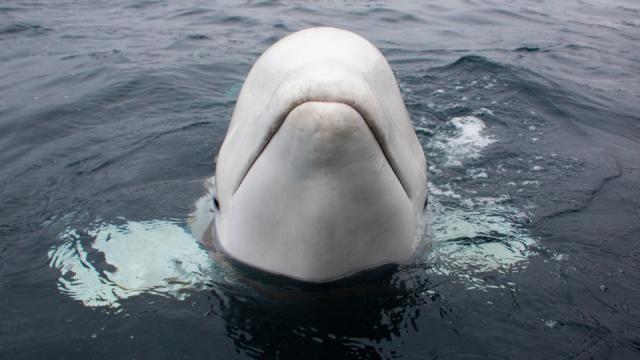 Norway warns public to stay away from 'spy' whale for animal's safety