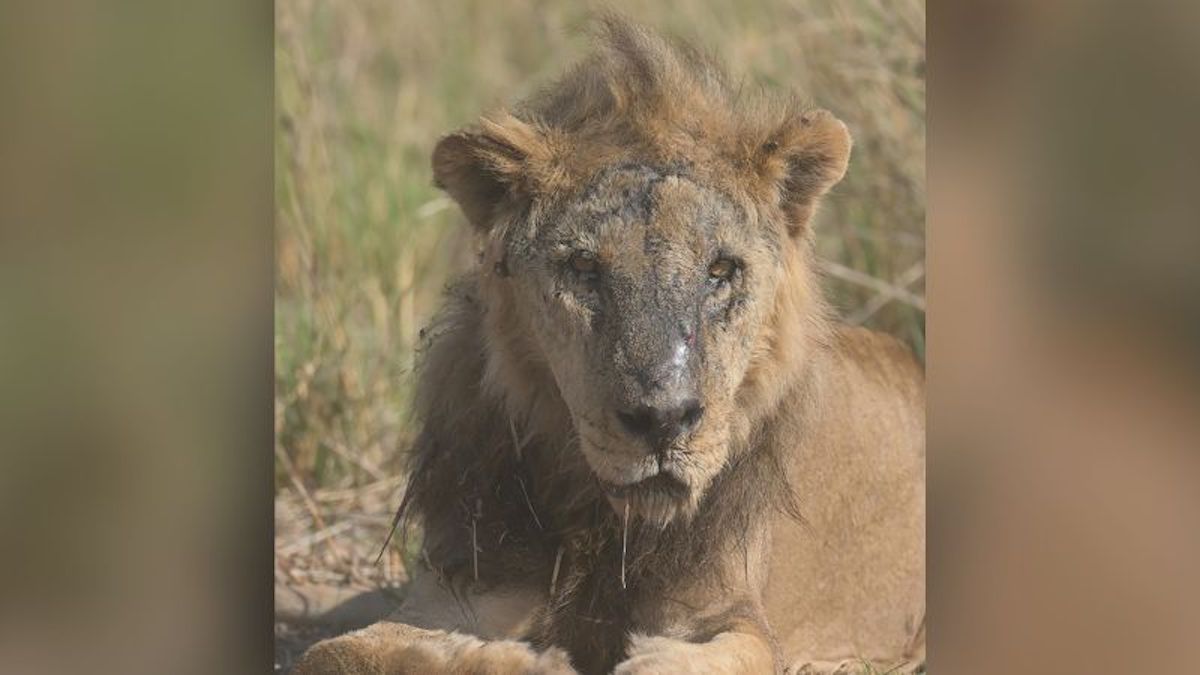 One of Africa's oldest lions killed in Kenya, conservationists say