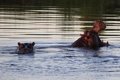 One person dies and more than 20 are missing after a hippo rams a canoe in Malawi