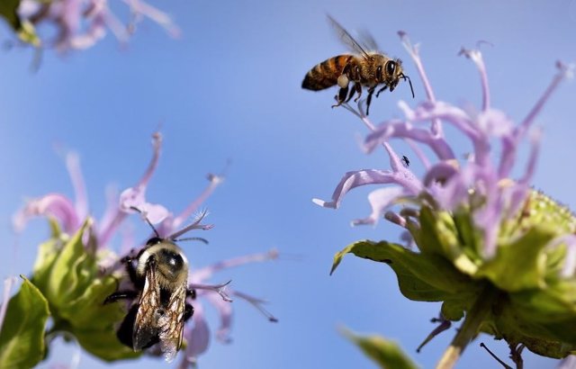 pollinators