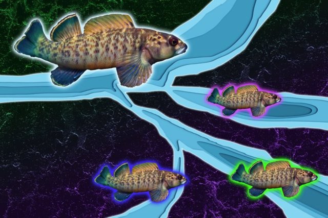 An MIT study of the freshwater greenfin dartfish suggests that river erosion may be a driver of biodiversity in tectonically inactive regions.