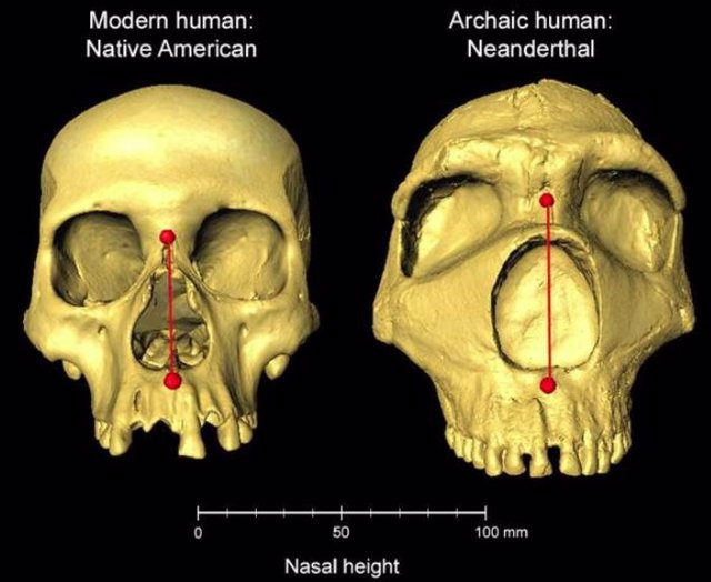 Modern human and archaic Neanderthal skulls side by side, showing the difference in nasal height.