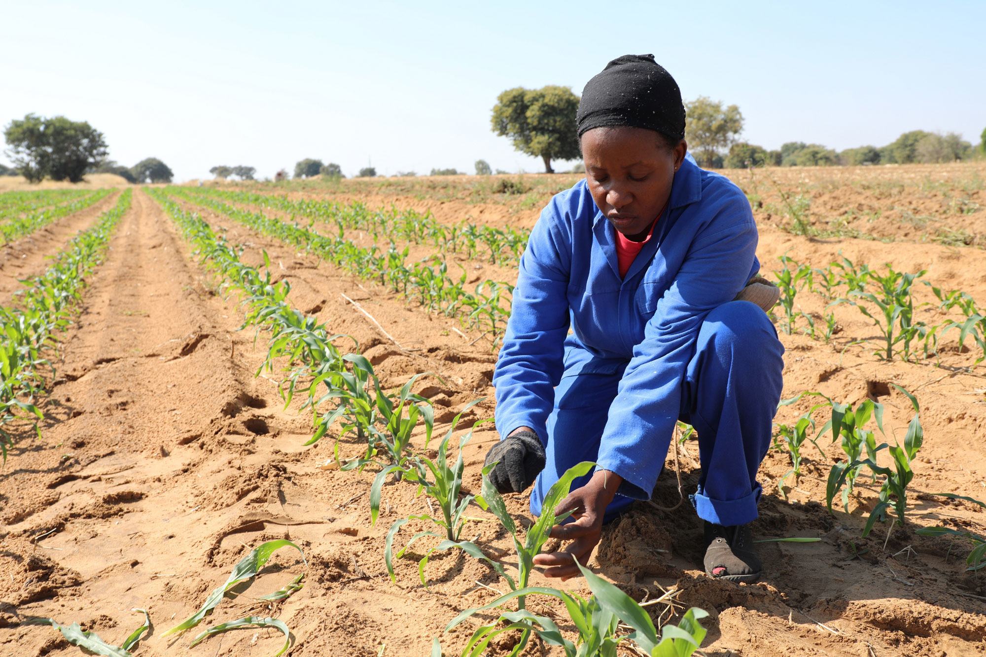 Field of maize devastated by the infestation of the armyworm in Namibia.