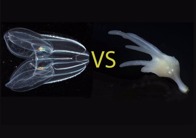 Scientists have long debated whether comb jellies (left) or sponges (right) are the sister group to all other animals.