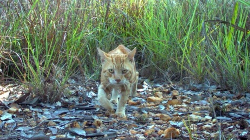 Australia to deploy robots to kill stray cats