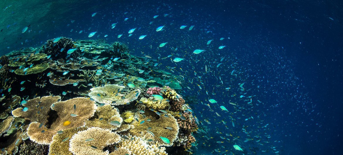 barrier reef in australia