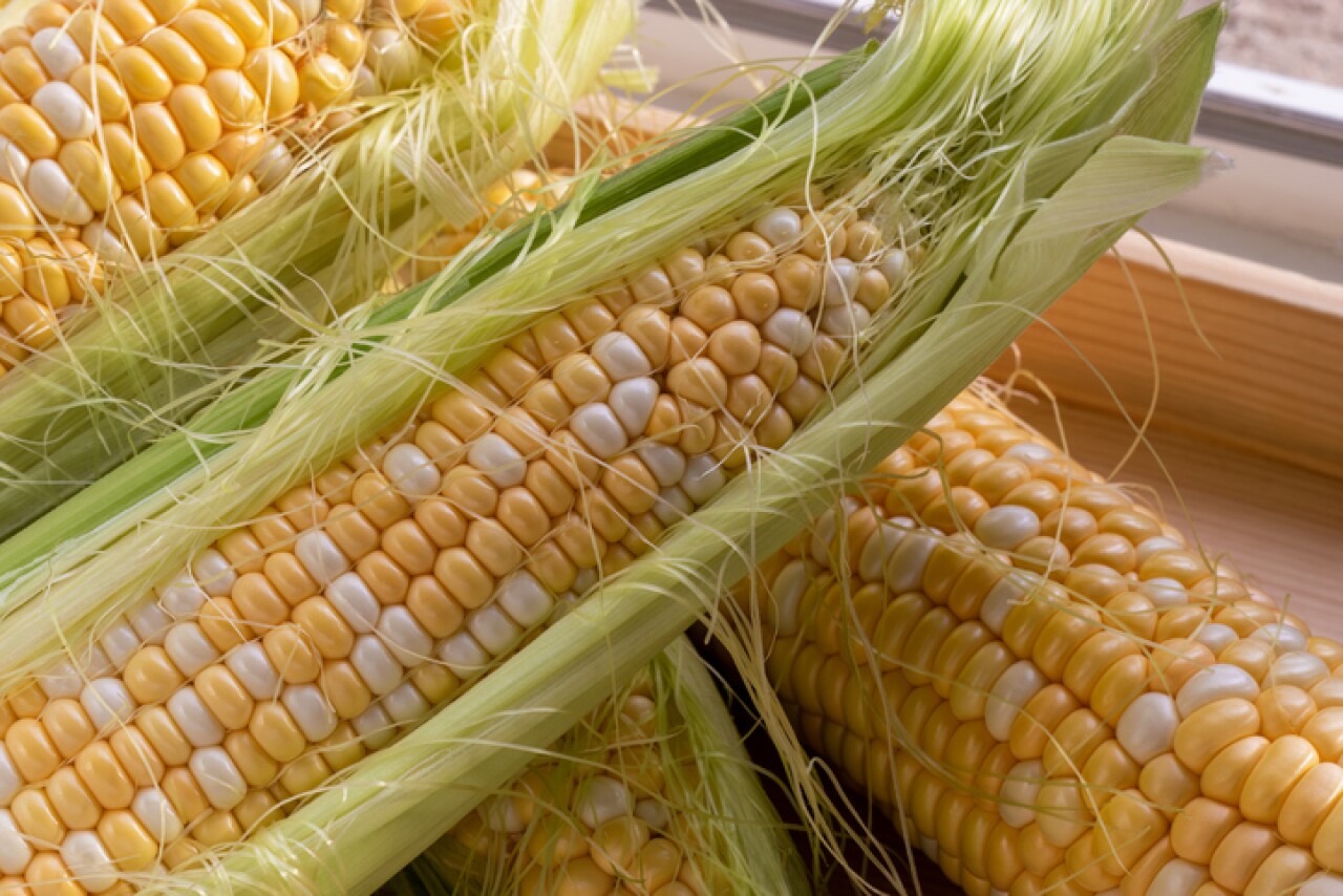 Canada joins US in fight against Mexico over GM corn