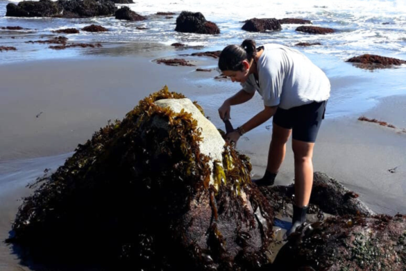 Chilean limpets: evolution and genetic diversity on our coasts