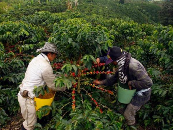 coffee growers