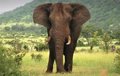 Elephants weighing more than 10 tons populated an Africa with more biomass