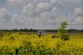 FAO and WFP launch program to help farmers clear mines from fields in Ukraine