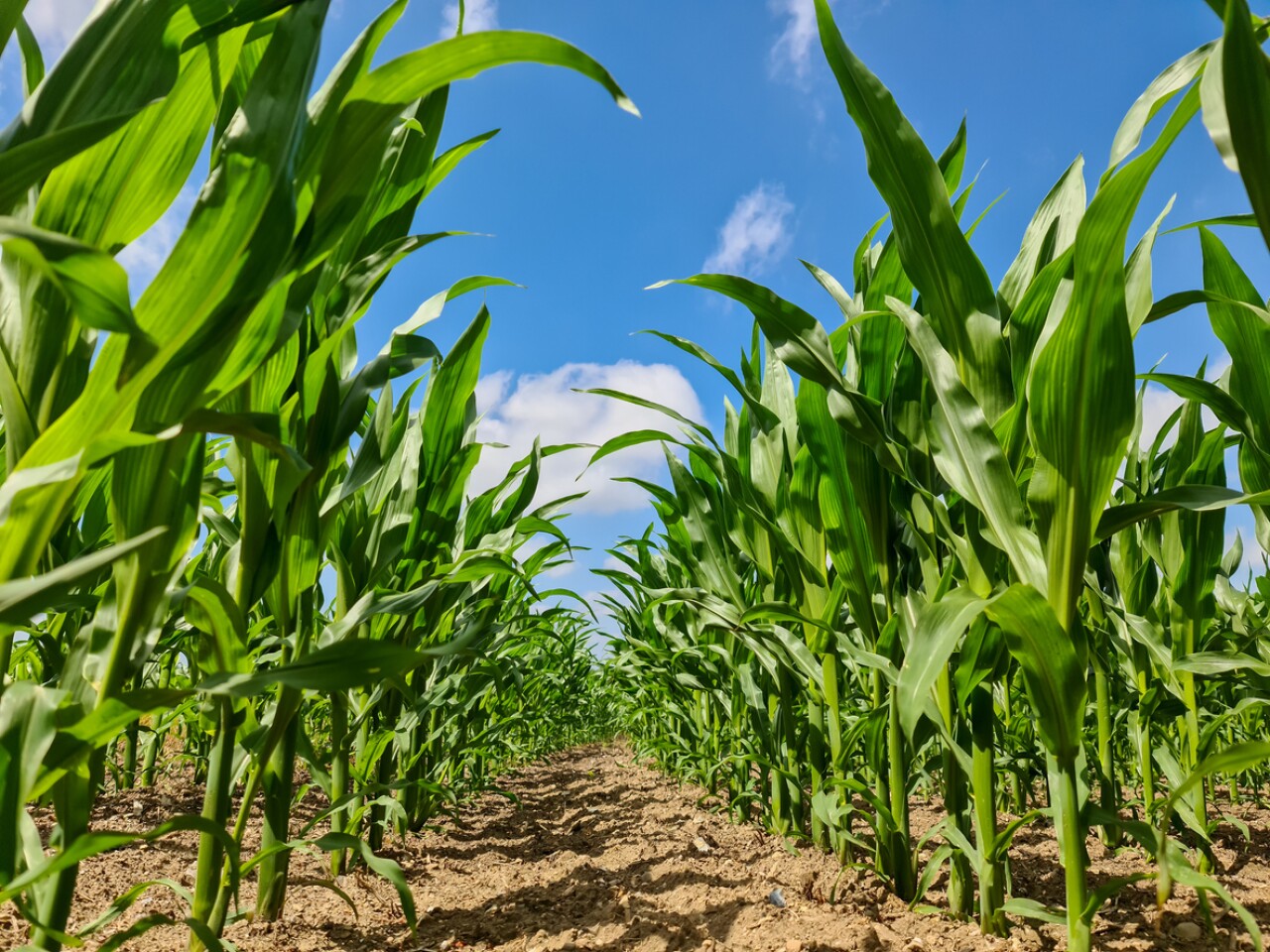 Farmers ask AMLO for guaranteed prices for corn, wheat and sorghum