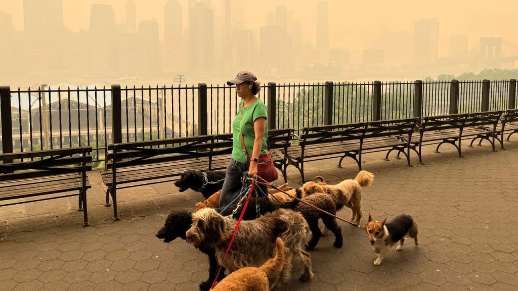 How to keep your pets safe from poor air quality?