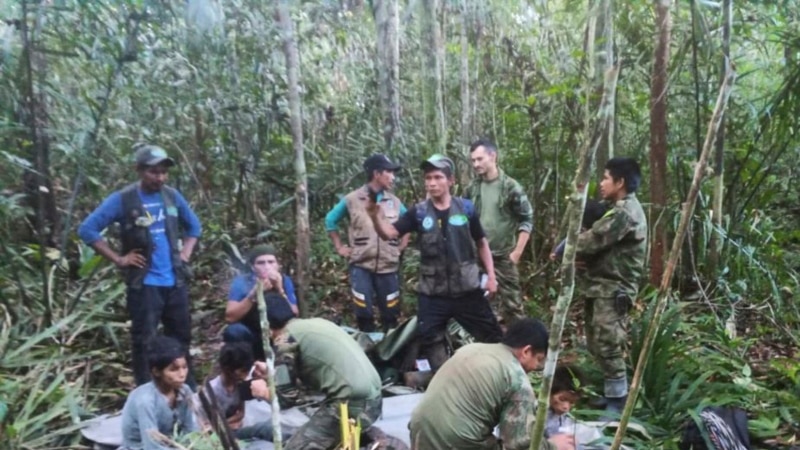 Indigenous people looking for children in the jungle in Colombia used a last resort: ayahuasca