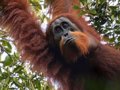 Orangutans can make two sounds at the same time, similar to human beatboxing, according to a study