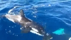 Orcas attack ships in Europe