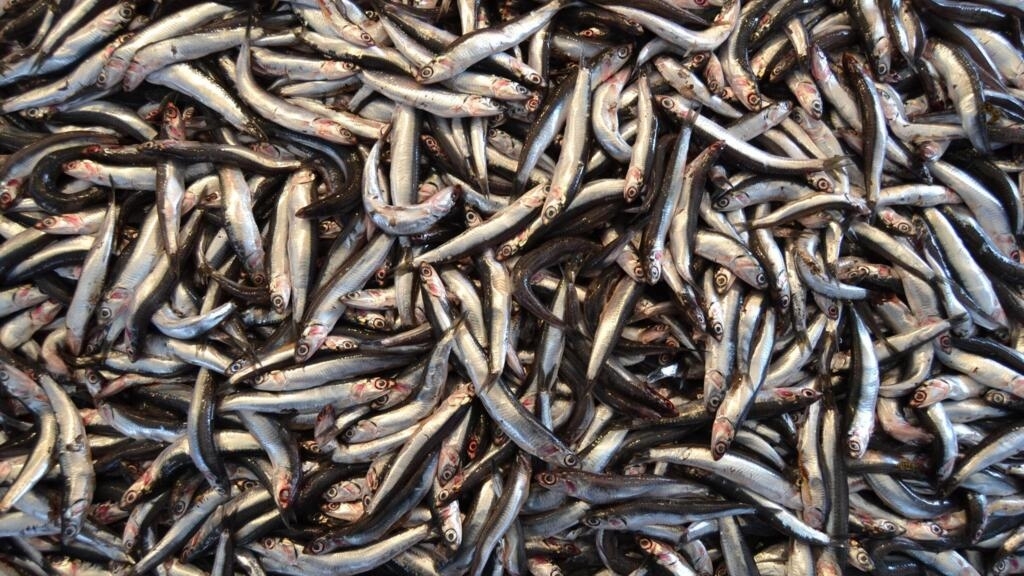 Peru fears for its anchovies due to the threat of El Niño