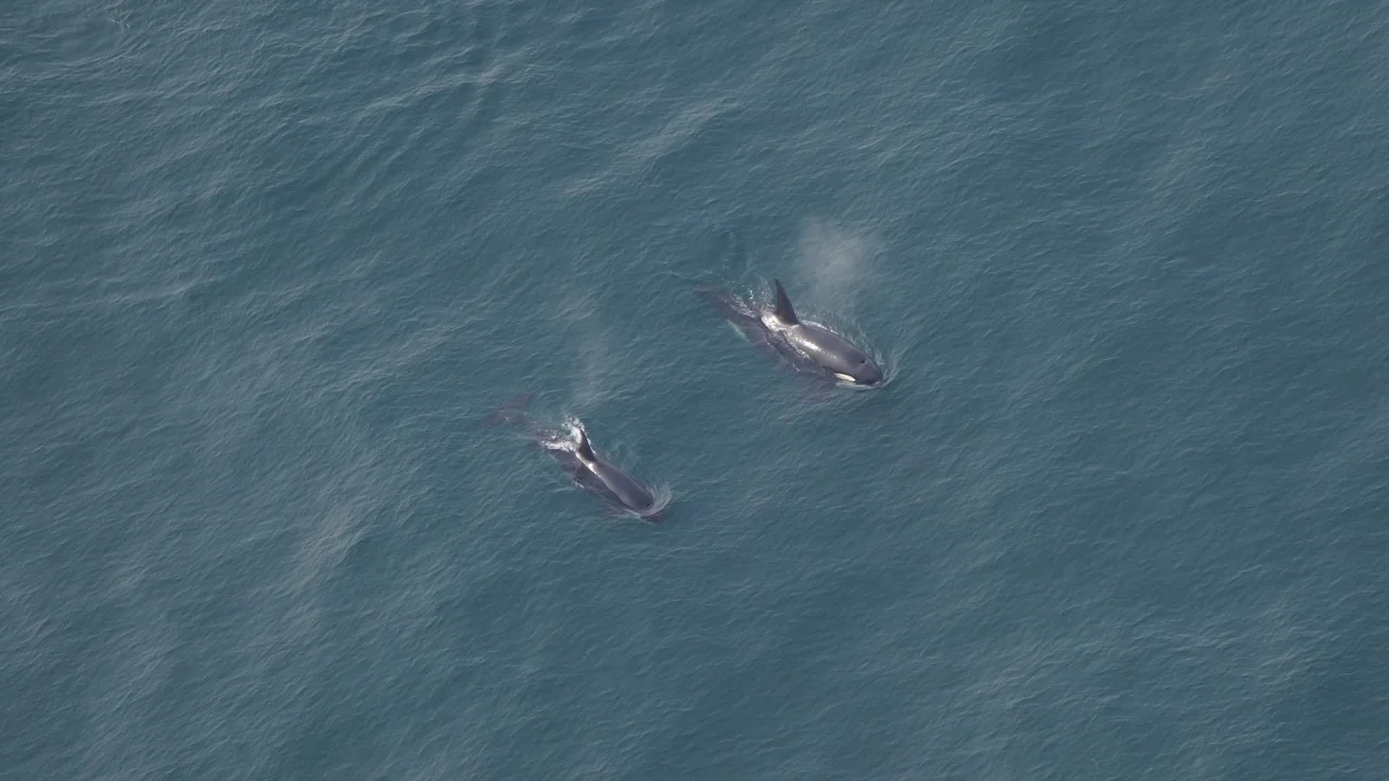 Rare killer whale sightings reported off New England coast