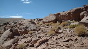 Research reveals changes in precipitation and vegetation through fossil rodent burrows in the Atacama Desert