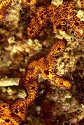 Researchers identify 574 exotic species in Spanish waters