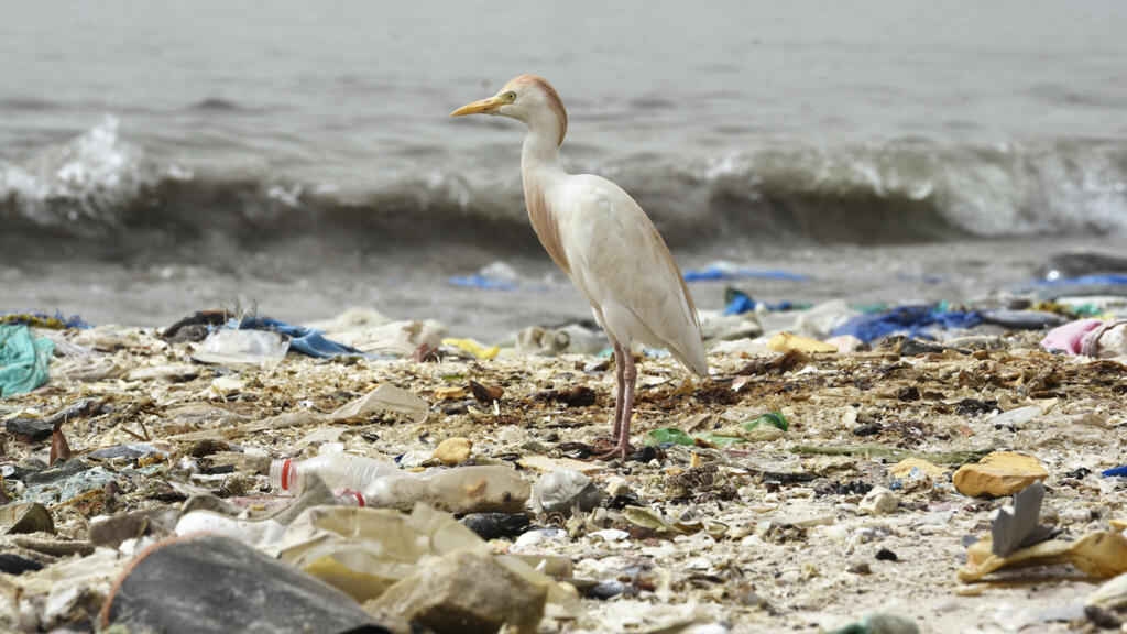 The first version of the treaty against plastic pollution would be ready by the end of 2023