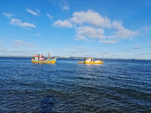 They propose a measure to mitigate the advance of the invasive anemone that affects the seabed of towns in Los Lagos