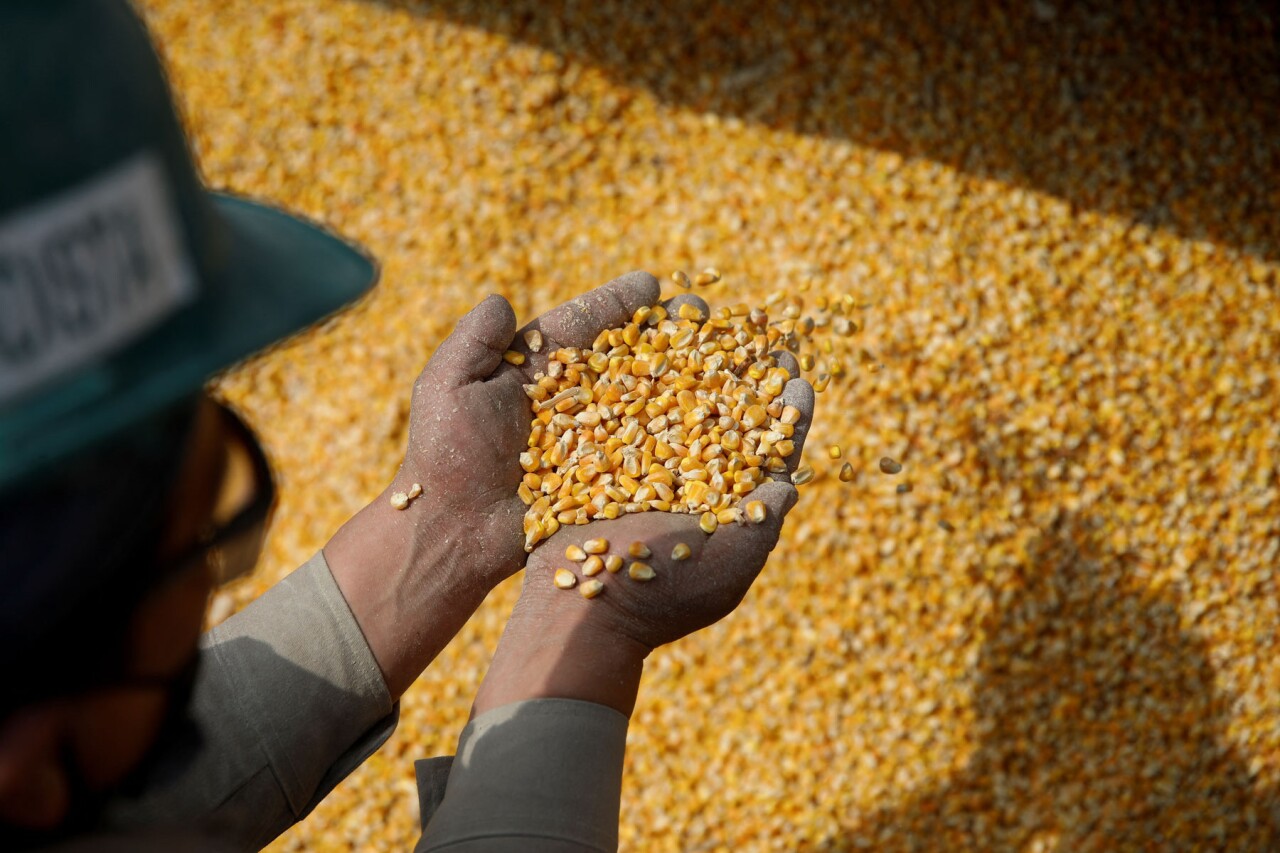 US escalates lawsuit with Mexico over transgenic corn