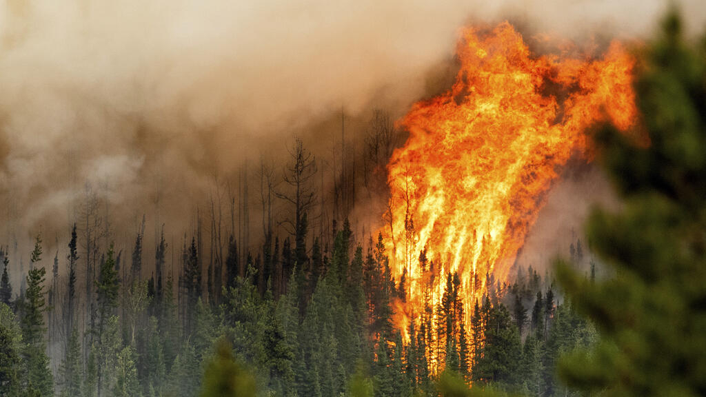 more than 10 million hectares have been razed this year