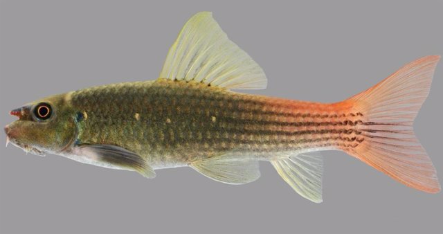 Redtail Clawfish have olive-green scales and goldfinch skin that change abruptly to bright orange and red along the tail, making them easy to spot on the bottom of clear streams.