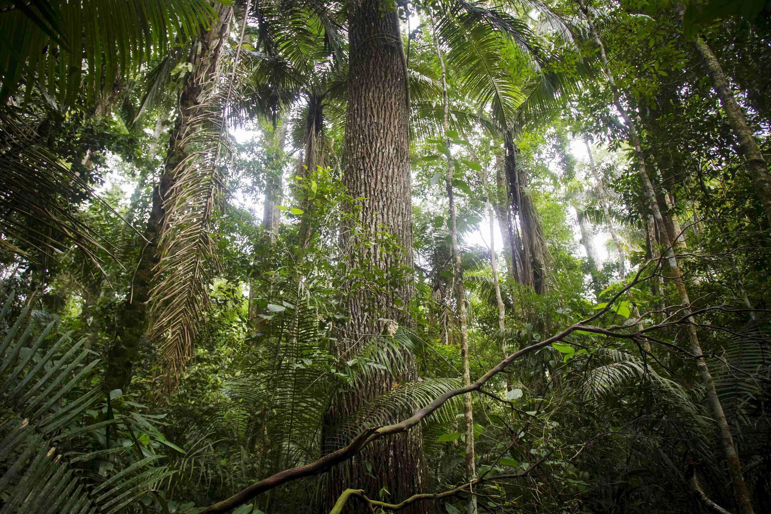 Peruvian Amazon