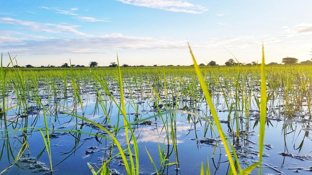 Fear of a rice 'Covid' in Tanzania